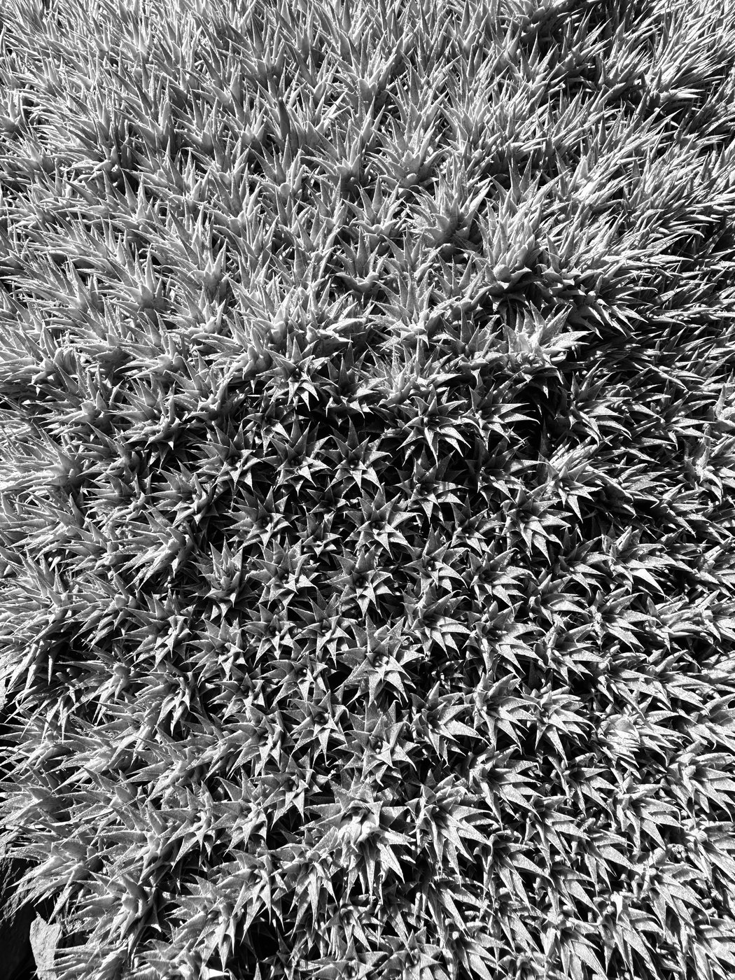 Black and white study of dense grass filling the frame
