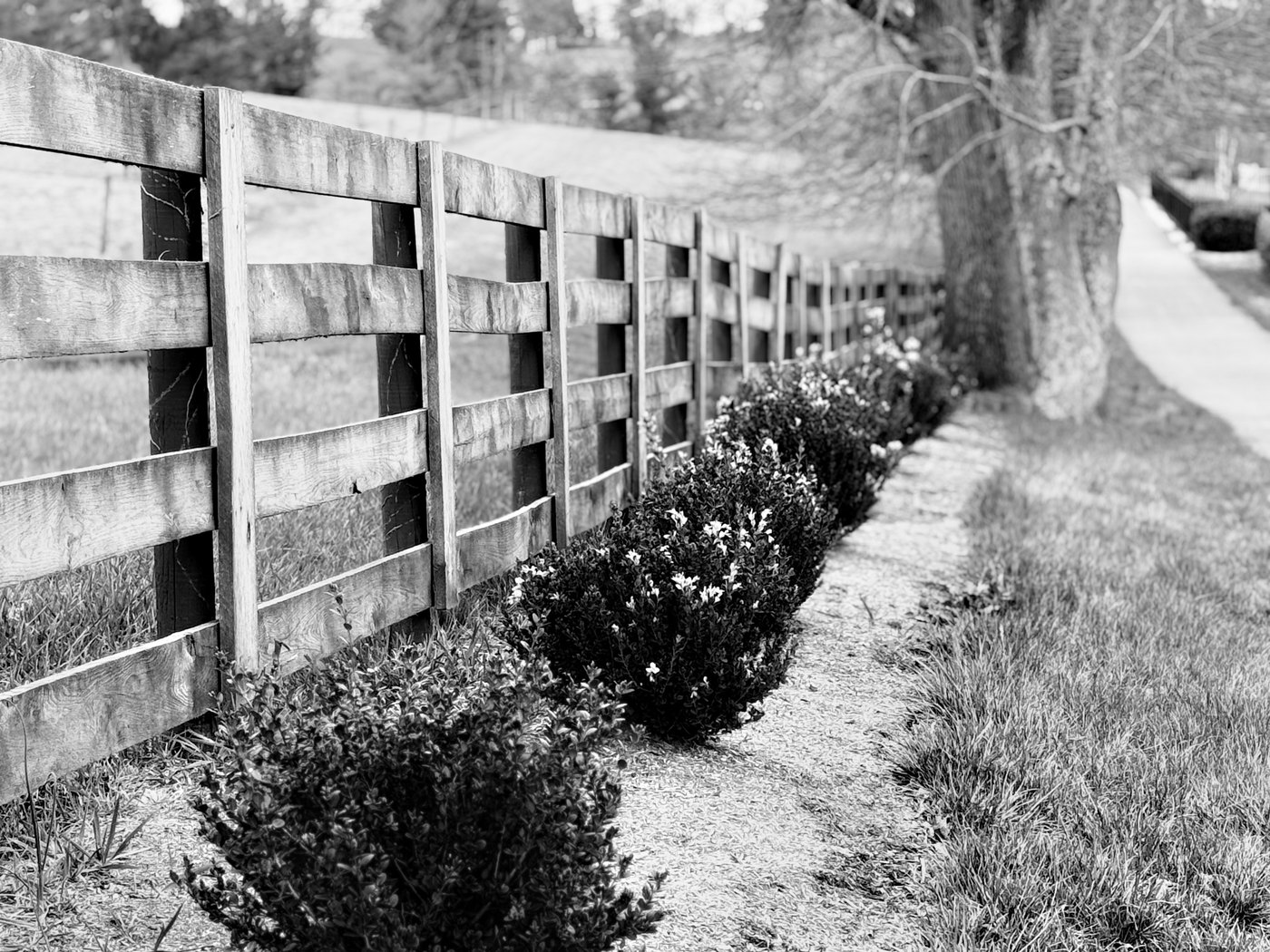 Black and white photograph of a wooden fence line receding along a planted border