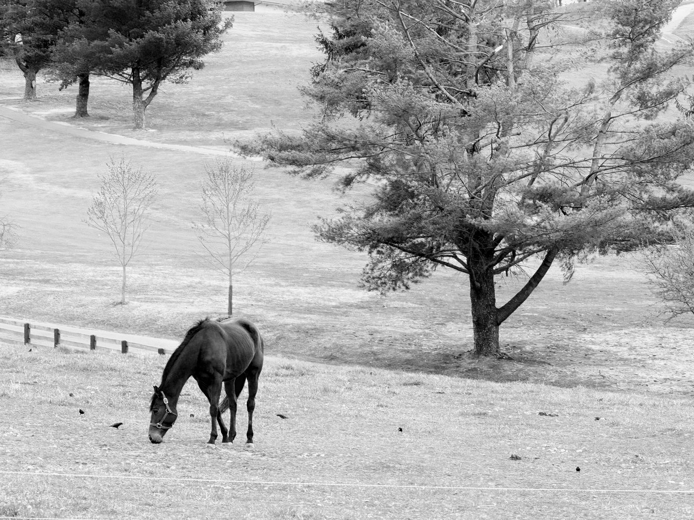 Black and white photograph of a horse grazing under bare trees