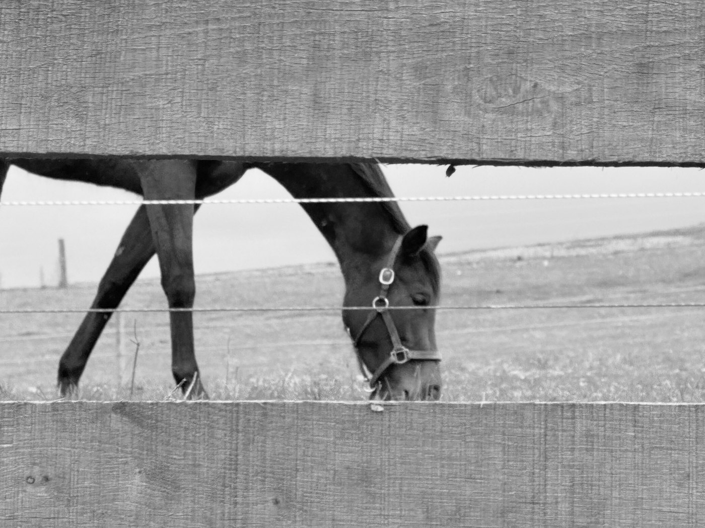 Black and white photograph of a horse grazing beyond a fence rail