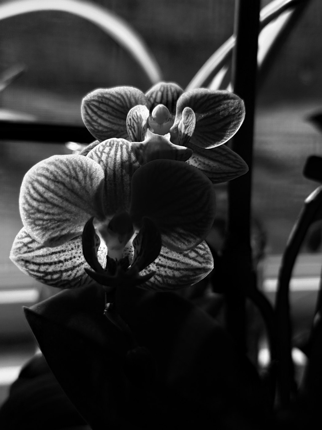 Black and white close-up of an orchid against a dark background