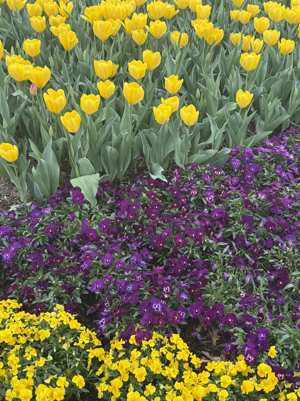 Yellow tulips and purple alyssum planted in overlapping drifts