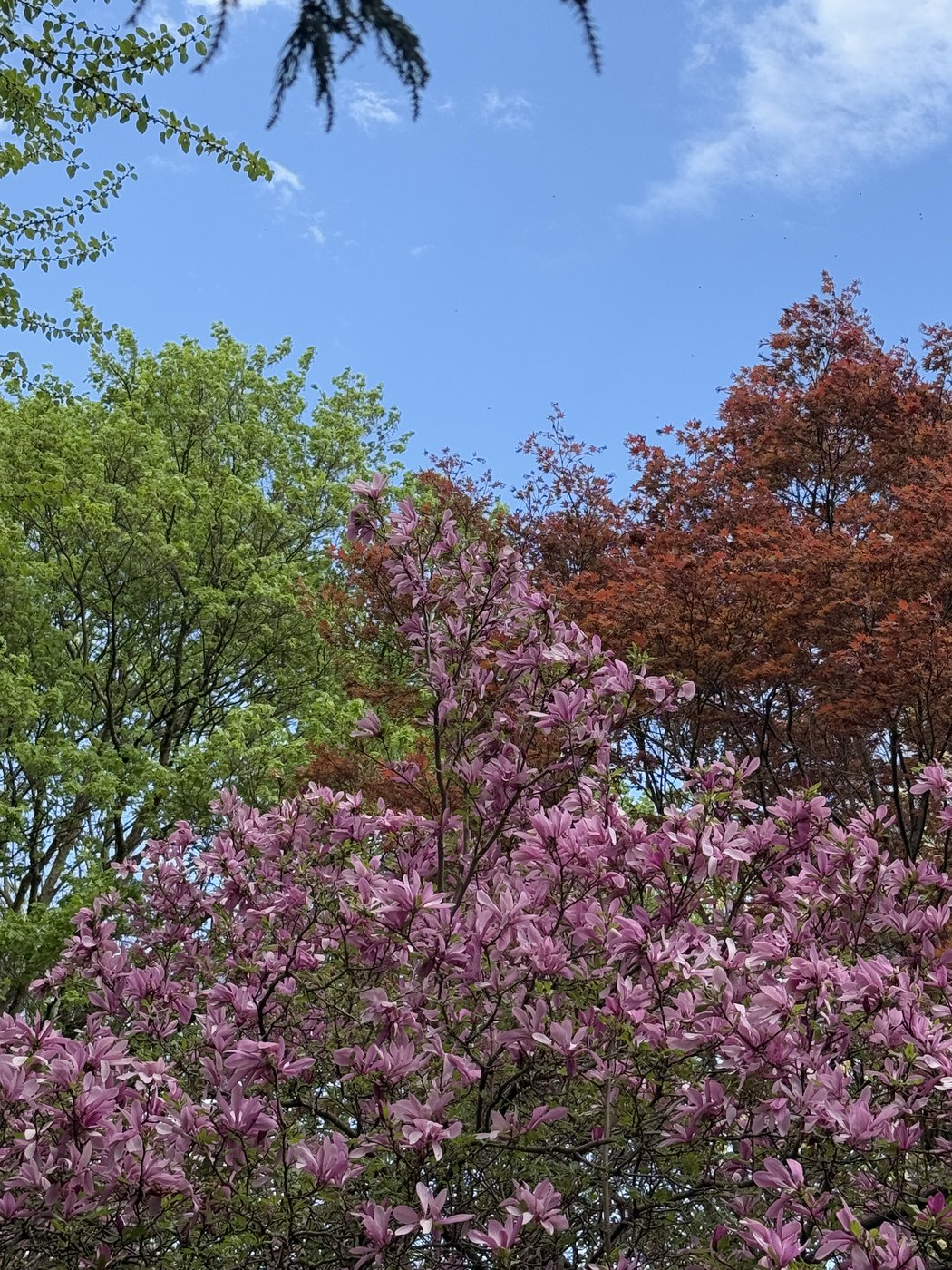 Flowering trees in pink and copper against a blue spring sky