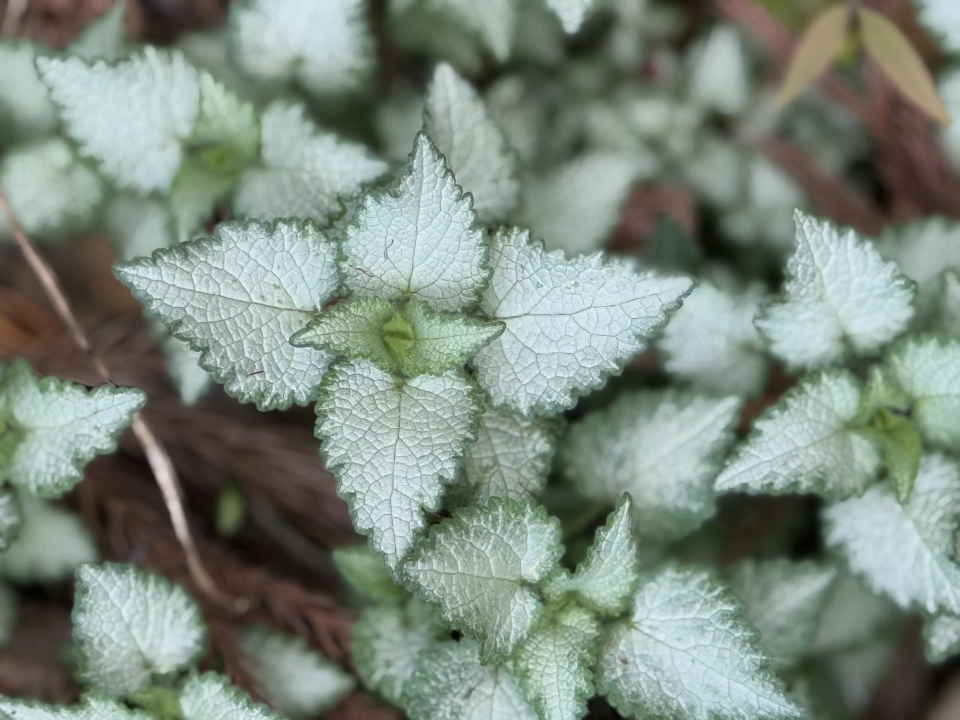 Silver-veined lamium leaves filling the frame