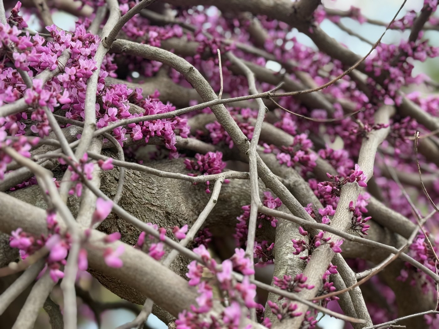 Pink redbud blossoms growing directly from tangled branches