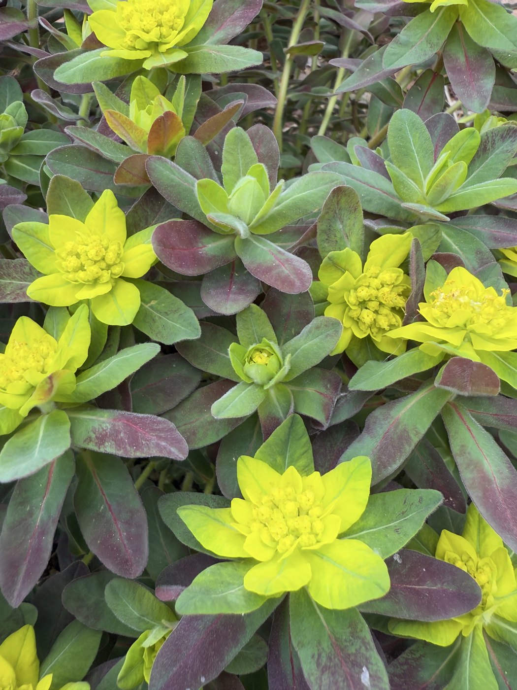 Yellow euphorbia bracts opening above red-tinged leaves