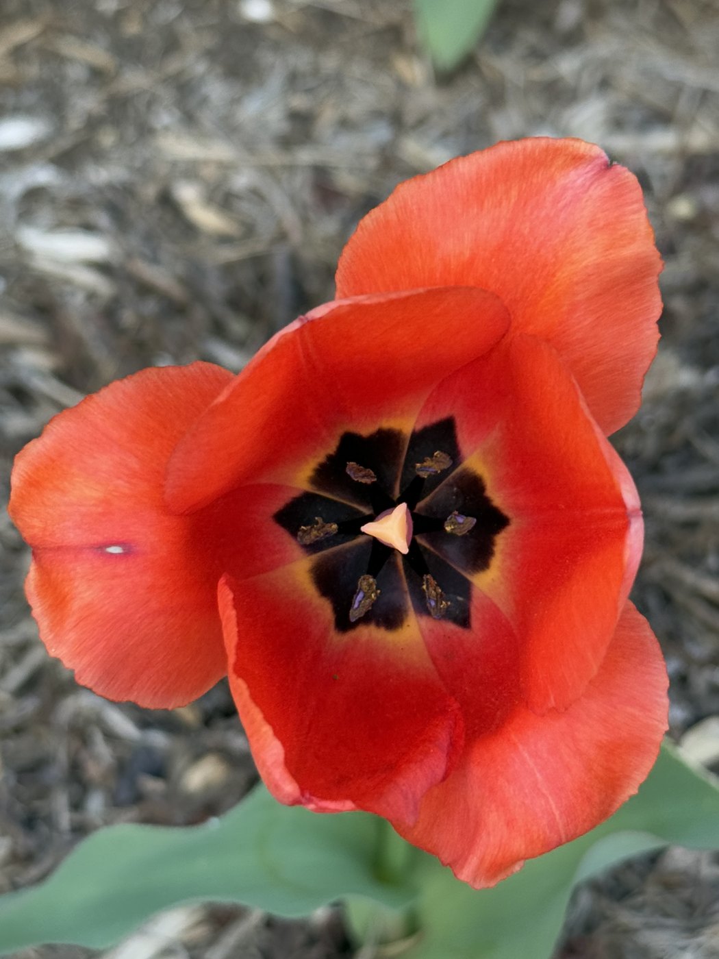 A red tulip photographed from directly above, petals open around the dark center